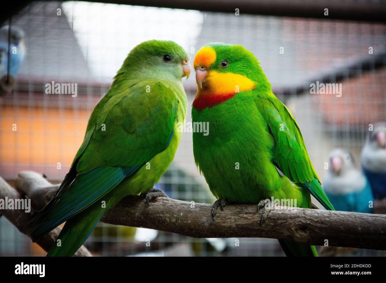 Port Lincoln Parrot - Australian Ringneck Foto Stock