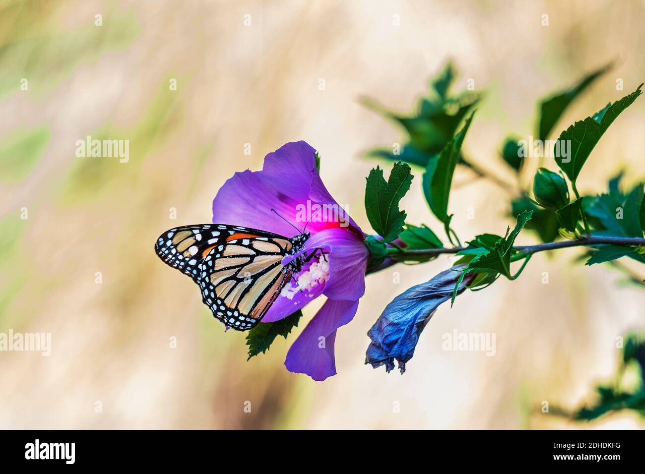 Farfalla Monarch, Danaus plexippus, coperta di polline mentre si nutrono di Minerva Hibiscus rosa Althea, Rosa di fiori di Sharon, USA Foto Stock