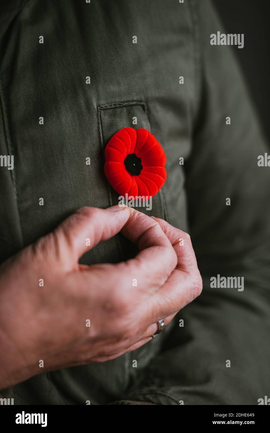 Primo piano del papavero di pinning della mano sulla giacca per il giorno della memoria. Foto Stock