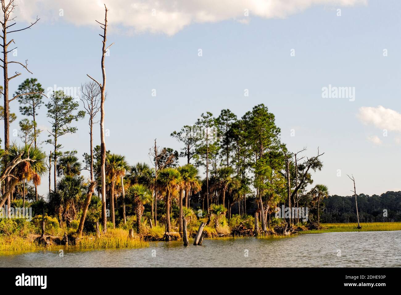 Paesaggio di Lowcountry della costa della Georgia Foto Stock