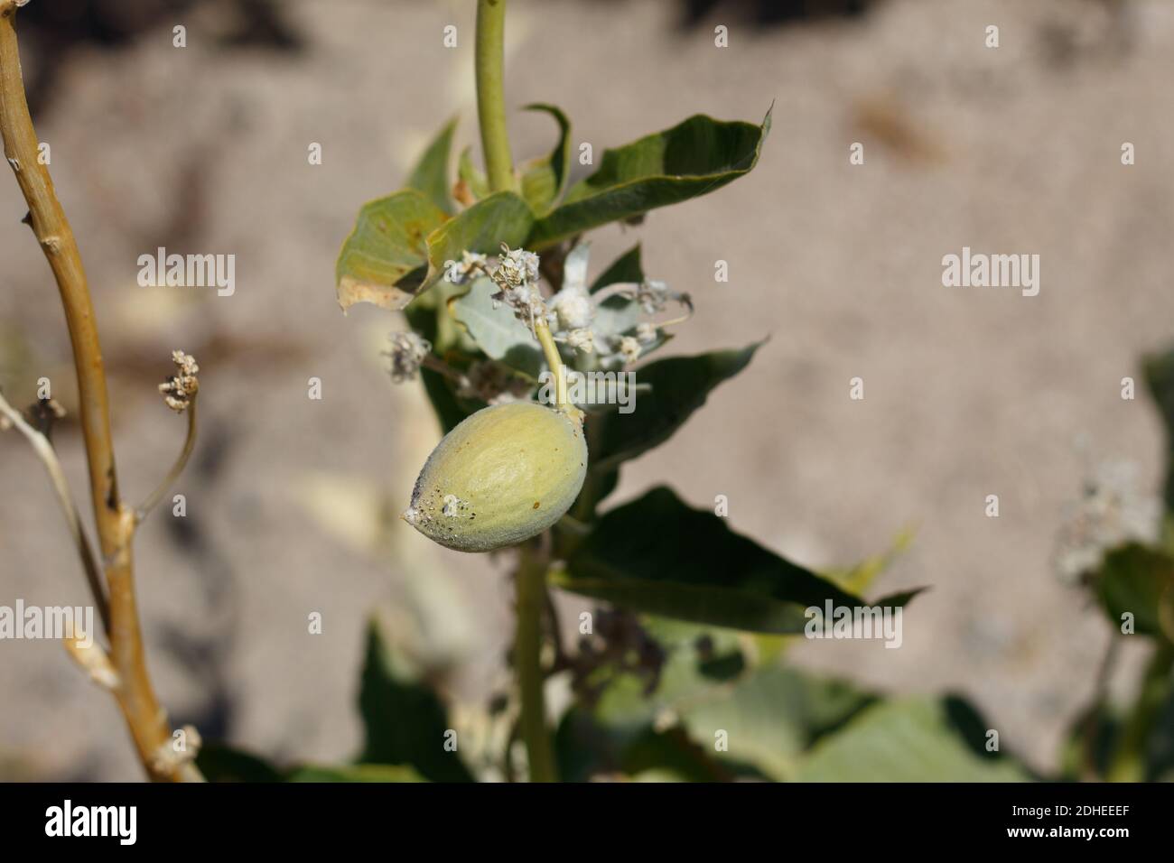 Frutti follicoli verdi, Milkweed Desert, Arocynaceae, indigena, perenne erbaceo, Palme ventinine, deserto del Mojave Sud, Estate. Foto Stock