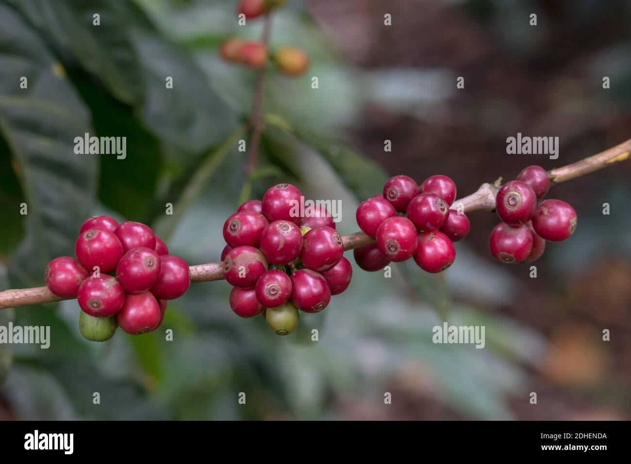 Bacche di caffè mature in un ramo di albero con uno sfondo isolato. Foto Stock