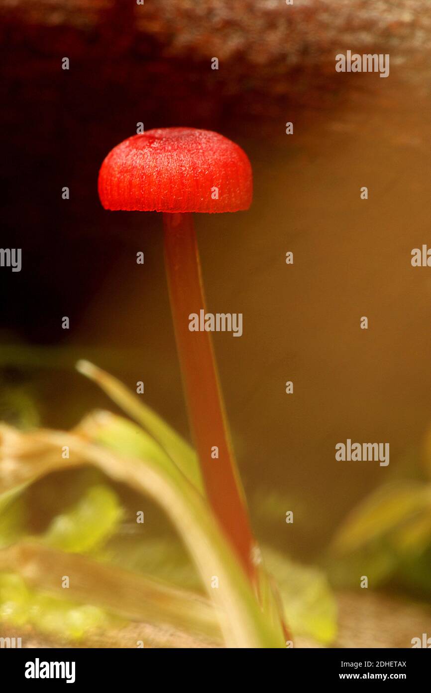 Fungo del cofano rubino (Cruentomycena visciocruenta) Foto Stock