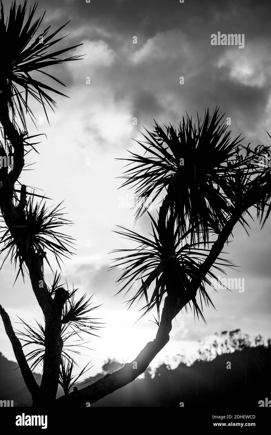 Albero di cavolo neozelandese in silhouette e monocromatico all'alba contro un cielo nuvoloso drammatico sull'isola di Stewart. Foto Stock