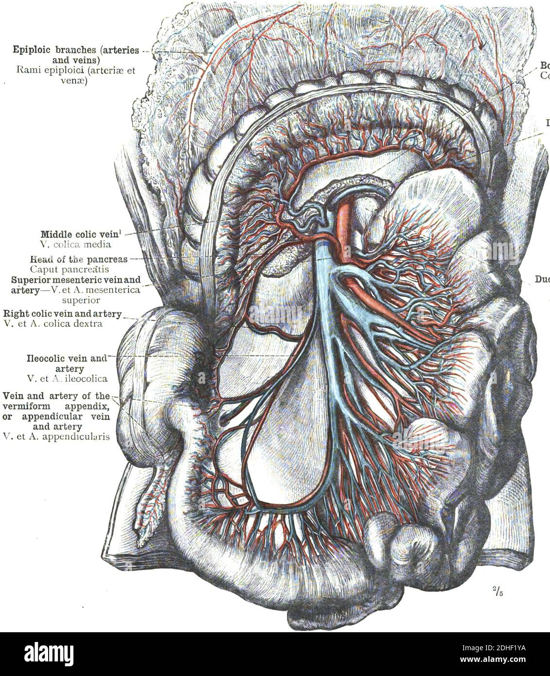 Anatomia dell'arteria mesenterica superiore su sfondo bianco Foto Stock