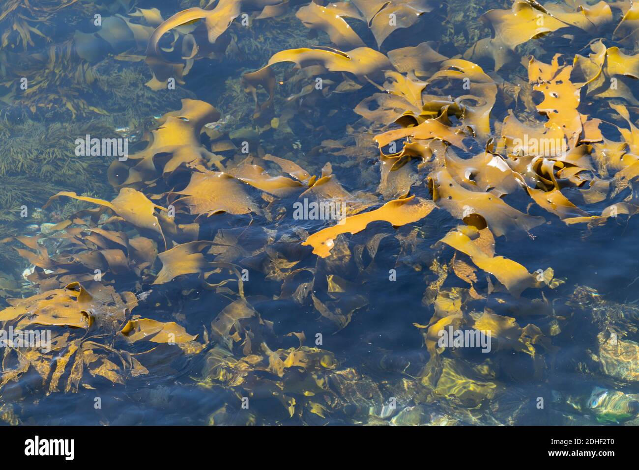 Grande chelp di toro che oscilla in acque poco profonde intorno all'isola di Stewart. Foto Stock