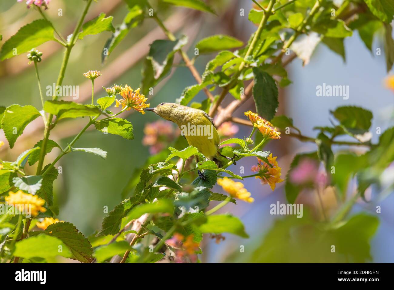 Uccello di sole con fiore, fauna selvatica etiope Foto Stock