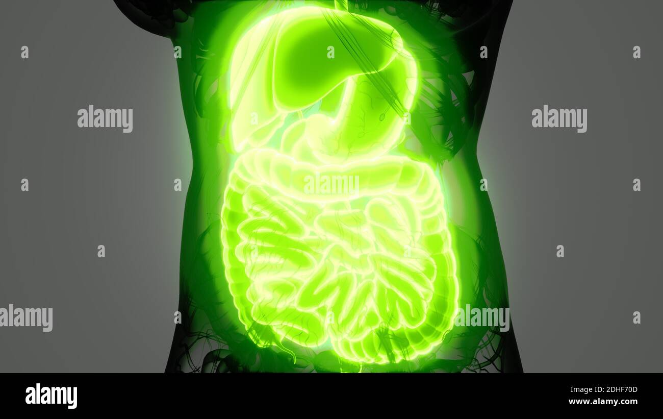 Anatomia dettagliata del sistema digestivo umano Foto Stock