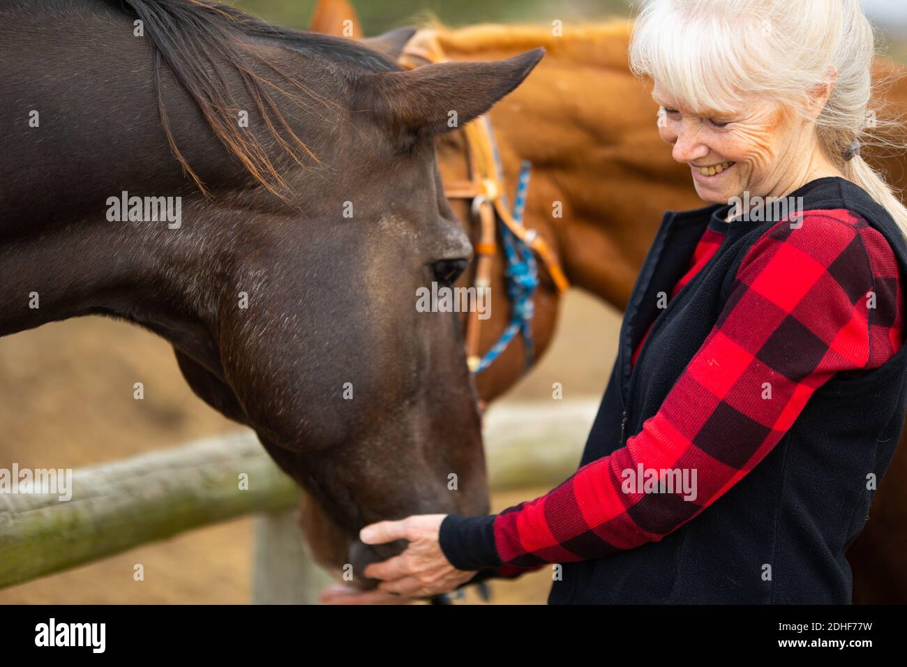 Una donna con i capelli grigi che indossa spazzole di flanella e gli animali domestici il suo cavallo. Jackson County, Indiana, Foto Stock