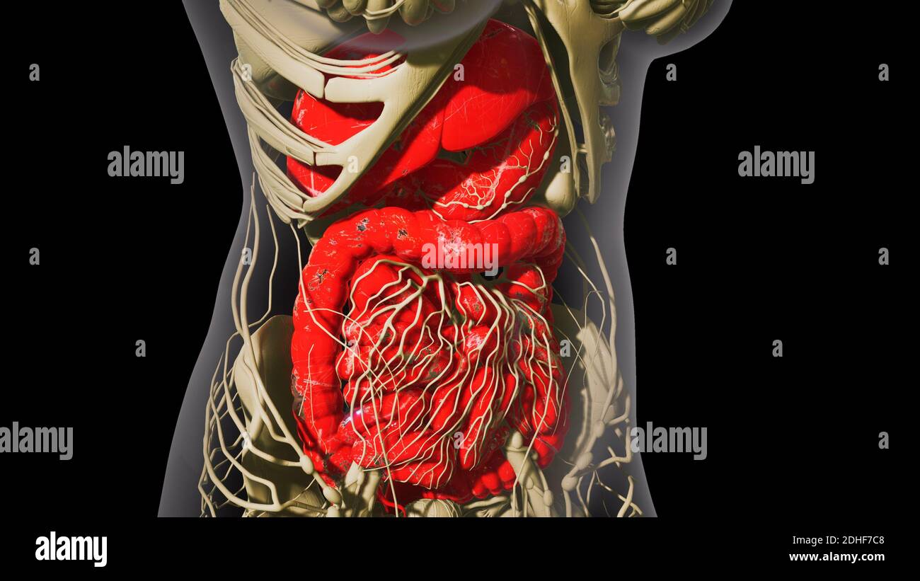 Anatomia dettagliata del sistema digestivo umano Foto Stock