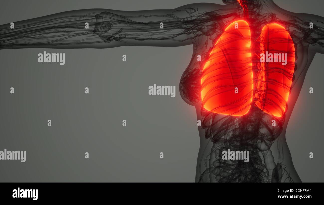Polmoni umani esame radiologico Foto Stock