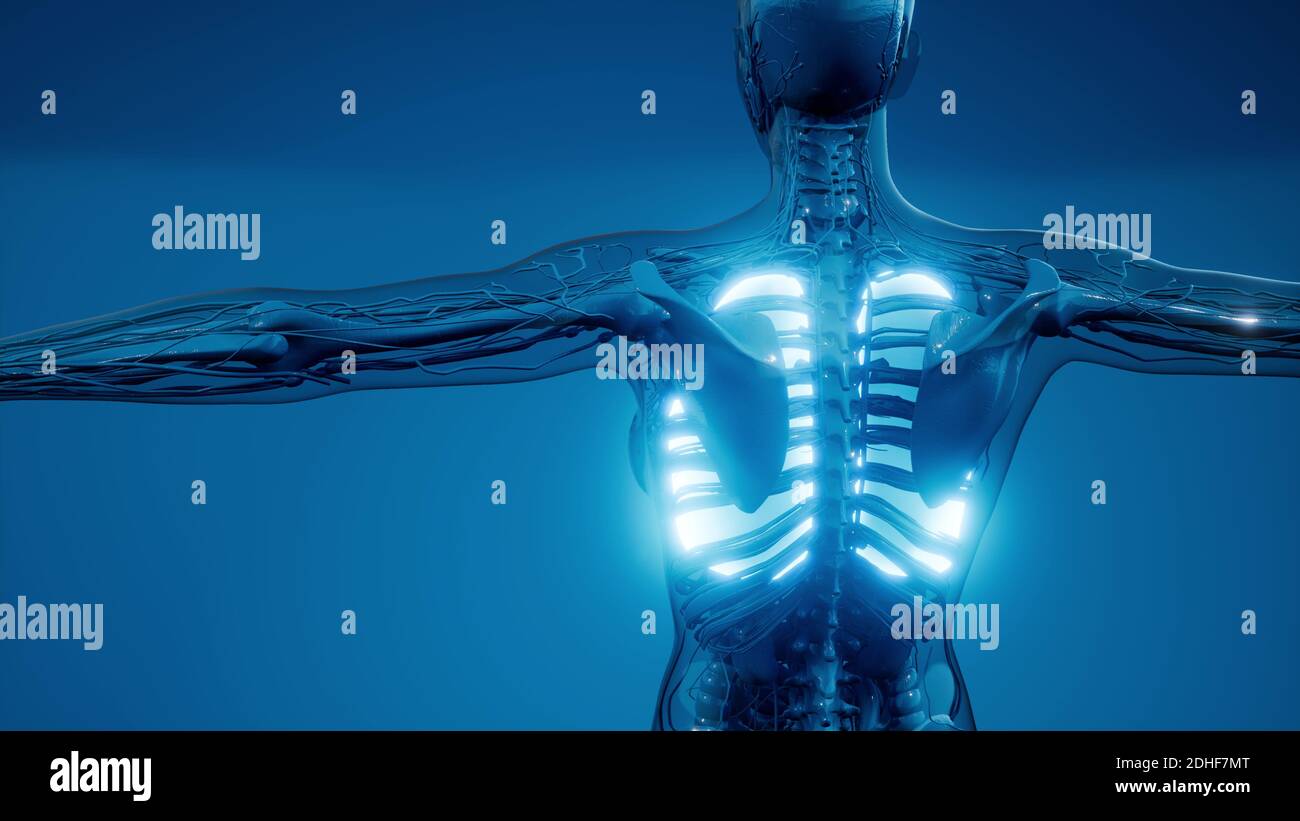 Polmoni umani esame radiologico Foto Stock