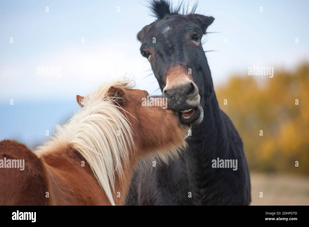 Mule e pony amici giocare faccia nippy e socializzare in pascolo Foto Stock