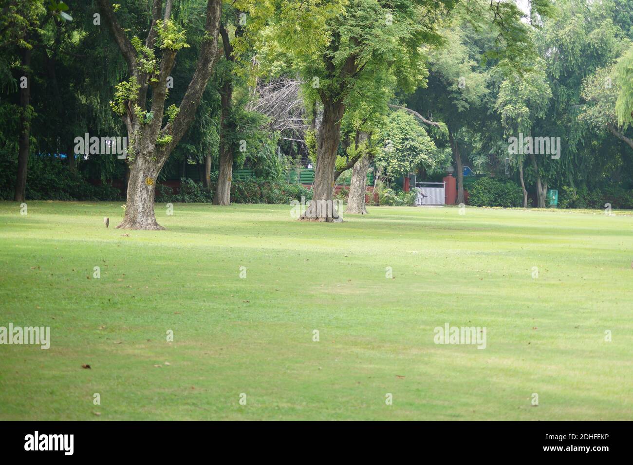 Grandi alberi sul prato del parco Foto Stock