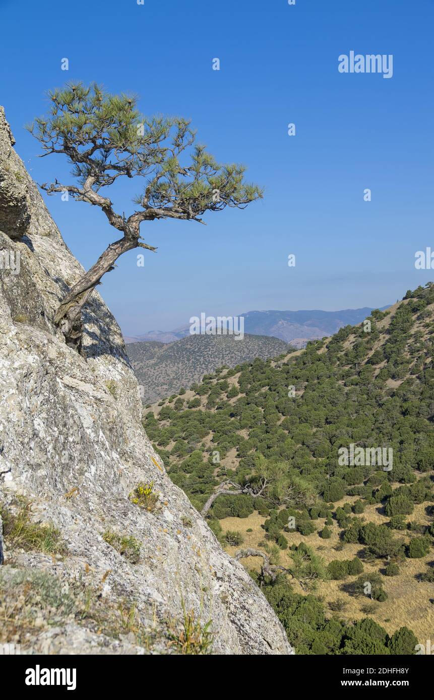 Pino reliaco contro un cielo senza nuvole. Crimea. Foto Stock