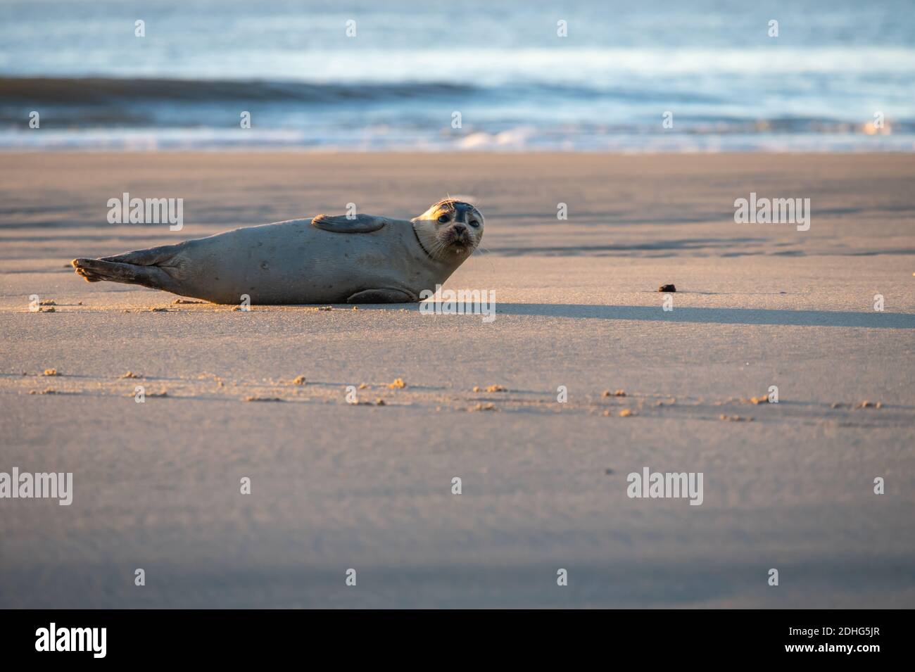 Guarnizione giovane Foto Stock