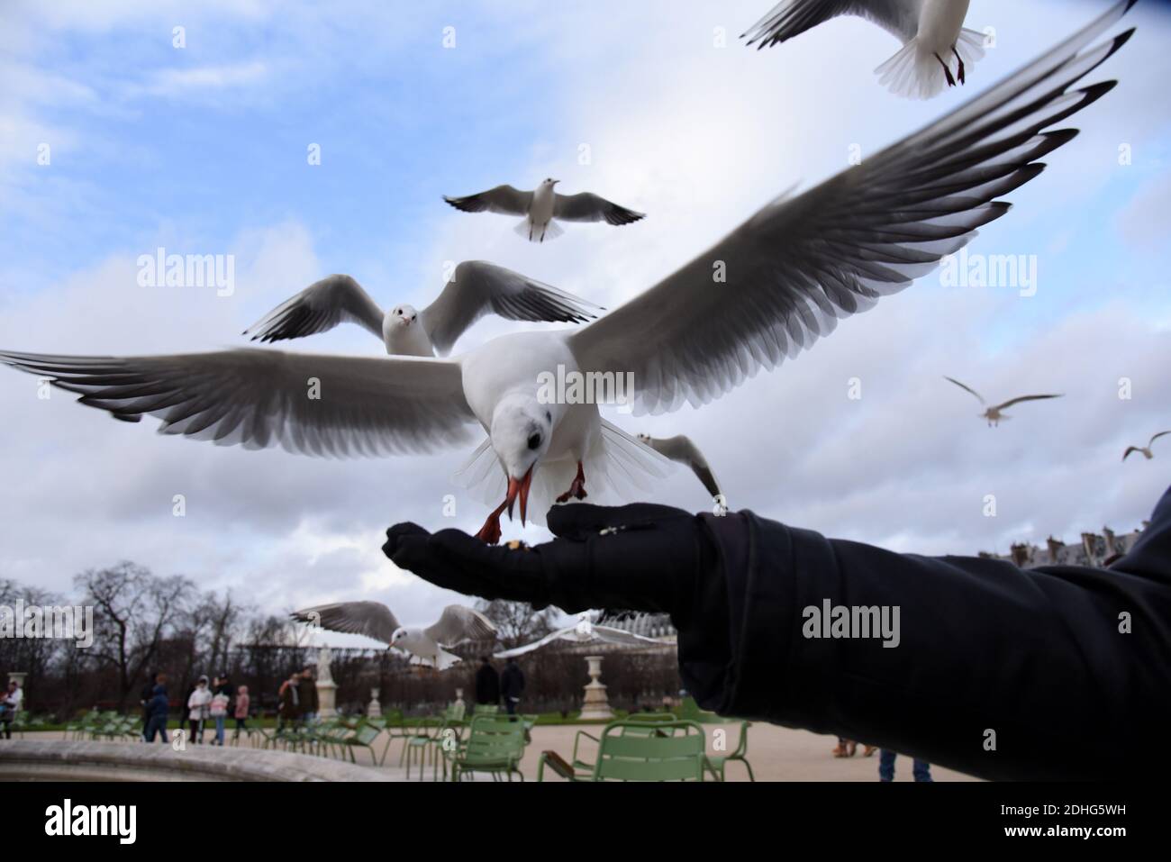 Un uomo alimenta i gabbiani nel giardino pubblico delle Tuileries, situato tra il Museo del Louvre e Place de la Concorde a Parigi, in Francia, il 26 dicembre 2017. I gabbiani sono alimentatori generalisti, il che significa che mangiano praticamente qualsiasi cosa, vongole, cozze e pesce, per essere sicuri, ma anche rifiuti, fast food, piccoli roditori, uova, insetti, semi, frutta e qualsiasi cosa si trovano sulla strada. Gli alti edifici delle città forniscono un terreno ideale per nidificazione di gabbiani, in alto e lontano dai predatori, non così diverso forse dalle scogliere costiere dove si sono evolute per la prima volta. Foto di Alain Apaydin/ABACAPRESS.COM Foto Stock