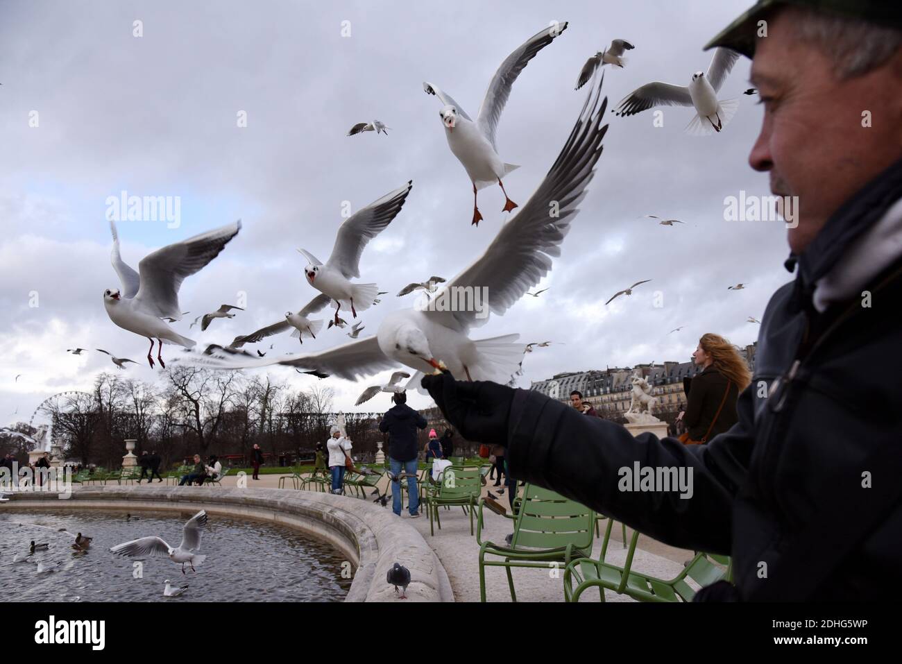 Un uomo alimenta i gabbiani nel giardino pubblico delle Tuileries, situato tra il Museo del Louvre e Place de la Concorde a Parigi, in Francia, il 26 dicembre 2017. I gabbiani sono alimentatori generalisti, il che significa che mangiano praticamente qualsiasi cosa, vongole, cozze e pesce, per essere sicuri, ma anche rifiuti, fast food, piccoli roditori, uova, insetti, semi, frutta e qualsiasi cosa si trovano sulla strada. Gli alti edifici delle città forniscono un terreno ideale per nidificazione di gabbiani, in alto e lontano dai predatori, non così diverso forse dalle scogliere costiere dove si sono evolute per la prima volta. Foto di Alain Apaydin/ABACAPRESS.COM Foto Stock