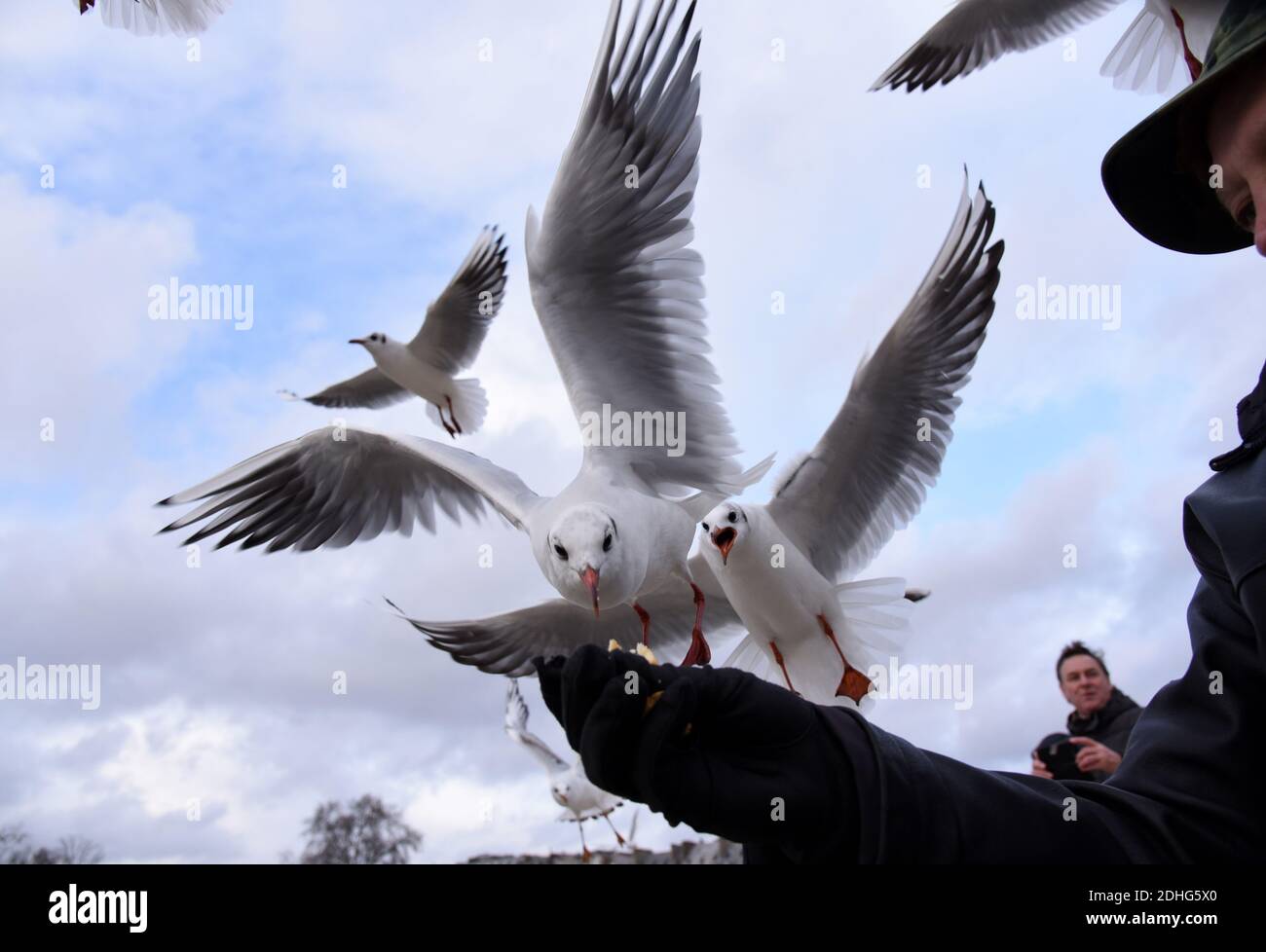 Un uomo alimenta i gabbiani nel giardino pubblico delle Tuileries, situato tra il Museo del Louvre e Place de la Concorde a Parigi, in Francia, il 26 dicembre 2017. I gabbiani sono alimentatori generalisti, il che significa che mangiano praticamente qualsiasi cosa, vongole, cozze e pesce, per essere sicuri, ma anche rifiuti, fast food, piccoli roditori, uova, insetti, semi, frutta e qualsiasi cosa si trovano sulla strada. Gli alti edifici delle città forniscono un terreno ideale per nidificazione di gabbiani, in alto e lontano dai predatori, non così diverso forse dalle scogliere costiere dove si sono evolute per la prima volta. Foto di Alain Apaydin/ABACAPRESS.COM Foto Stock