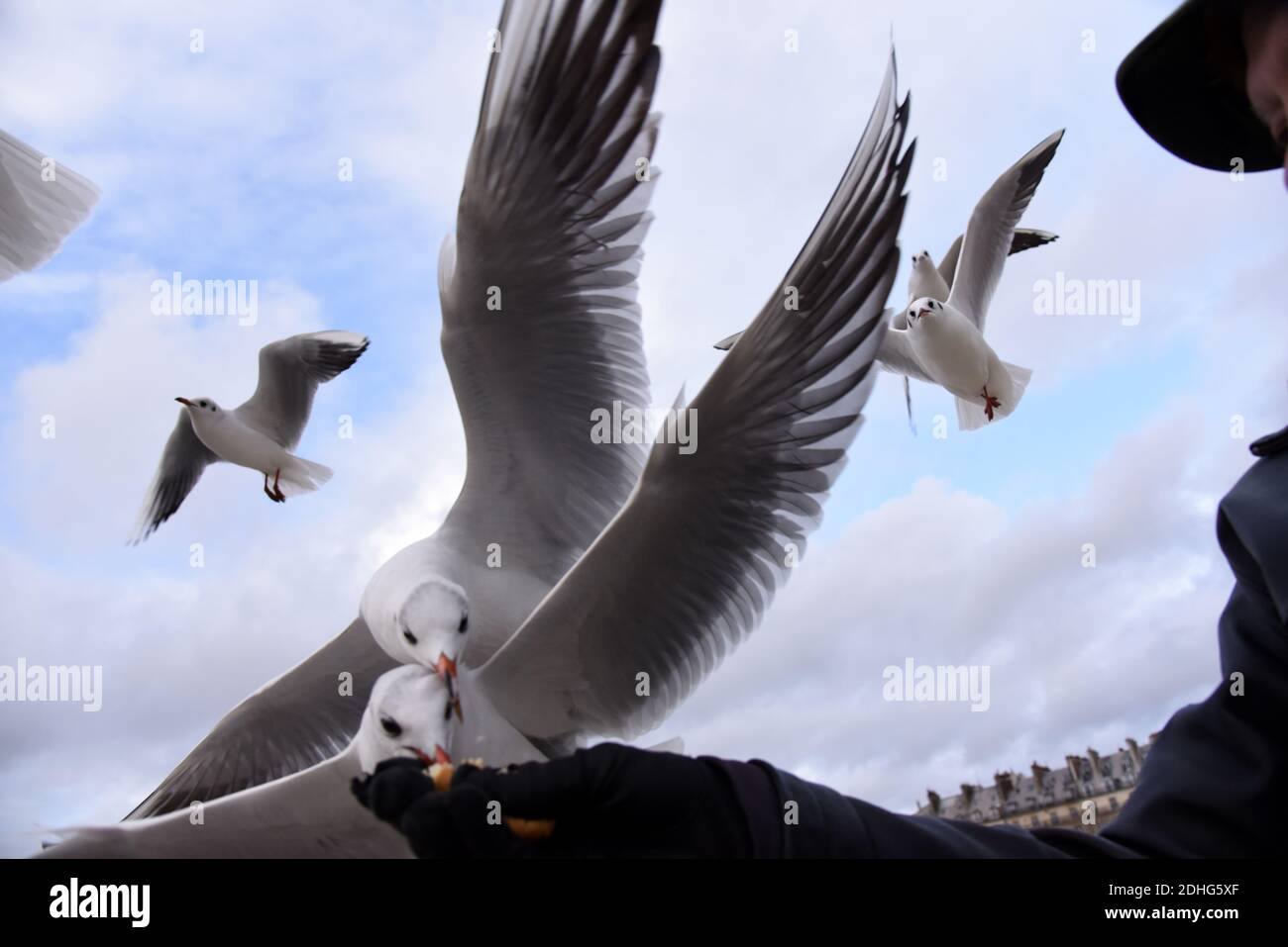 Un uomo alimenta i gabbiani nel giardino pubblico delle Tuileries, situato tra il Museo del Louvre e Place de la Concorde a Parigi, in Francia, il 26 dicembre 2017. I gabbiani sono alimentatori generalisti, il che significa che mangiano praticamente qualsiasi cosa, vongole, cozze e pesce, per essere sicuri, ma anche rifiuti, fast food, piccoli roditori, uova, insetti, semi, frutta e qualsiasi cosa si trovano sulla strada. Gli alti edifici delle città forniscono un terreno ideale per nidificazione di gabbiani, in alto e lontano dai predatori, non così diverso forse dalle scogliere costiere dove si sono evolute per la prima volta. Foto di Alain Apaydin/ABACAPRESS.COM Foto Stock