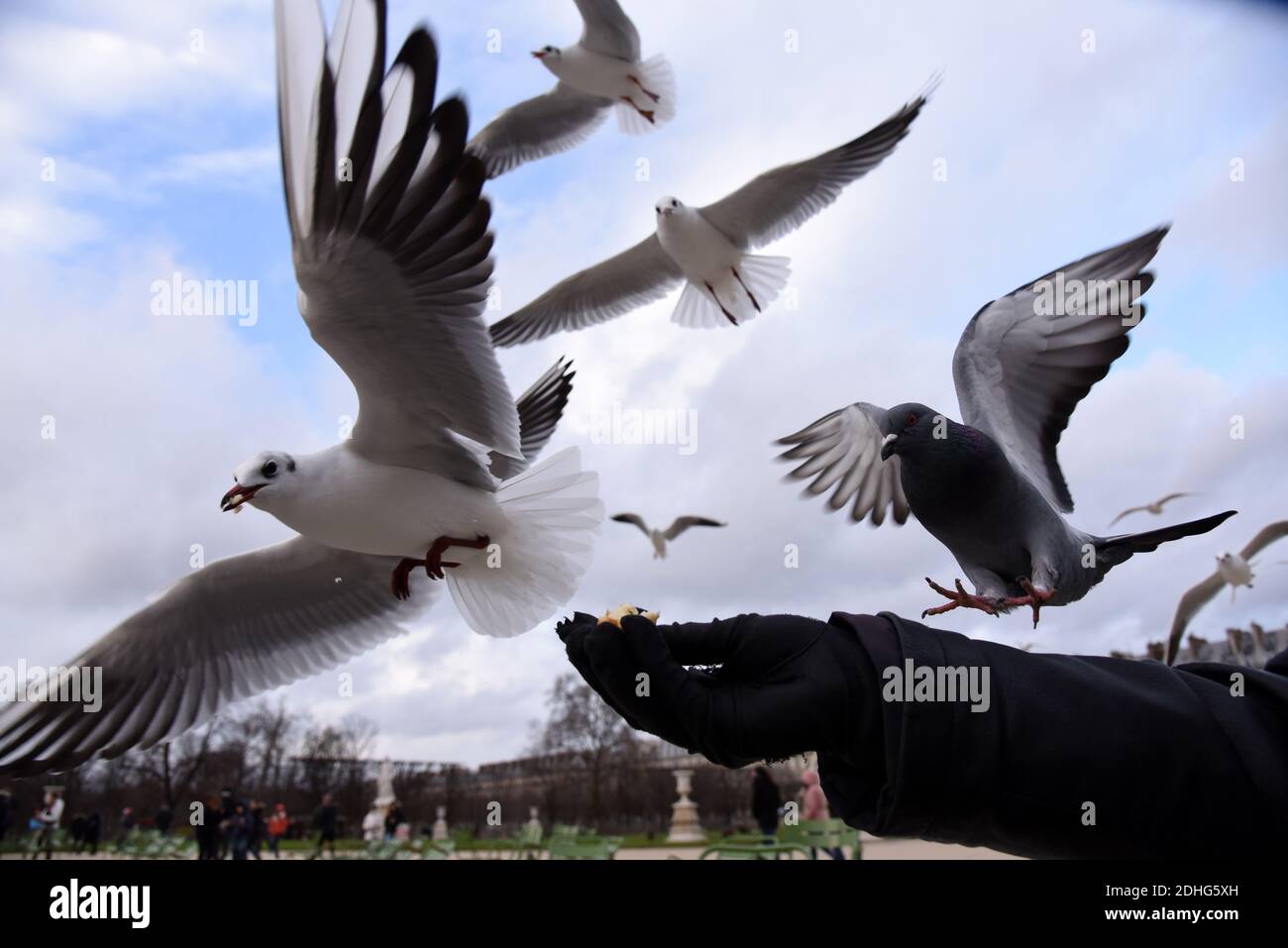 Un uomo alimenta i gabbiani nel giardino pubblico delle Tuileries, situato tra il Museo del Louvre e Place de la Concorde a Parigi, in Francia, il 26 dicembre 2017. I gabbiani sono alimentatori generalisti, il che significa che mangiano praticamente qualsiasi cosa, vongole, cozze e pesce, per essere sicuri, ma anche rifiuti, fast food, piccoli roditori, uova, insetti, semi, frutta e qualsiasi cosa si trovano sulla strada. Gli alti edifici delle città forniscono un terreno ideale per nidificazione di gabbiani, in alto e lontano dai predatori, non così diverso forse dalle scogliere costiere dove si sono evolute per la prima volta. Foto di Alain Apaydin/ABACAPRESS.COM Foto Stock