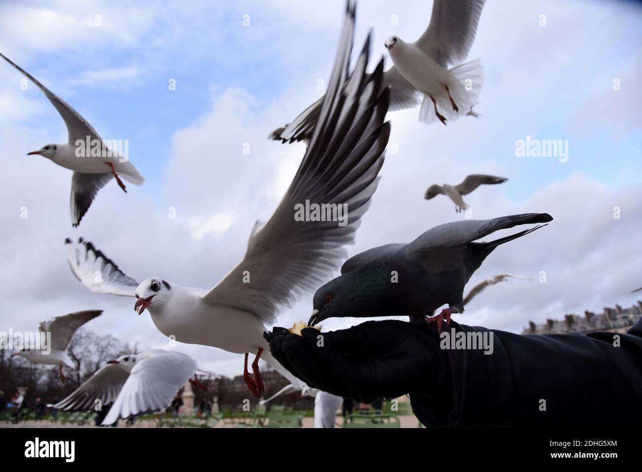 Un uomo alimenta i gabbiani nel giardino pubblico delle Tuileries, situato tra il Museo del Louvre e Place de la Concorde a Parigi, in Francia, il 26 dicembre 2017. I gabbiani sono alimentatori generalisti, il che significa che mangiano praticamente qualsiasi cosa, vongole, cozze e pesce, per essere sicuri, ma anche rifiuti, fast food, piccoli roditori, uova, insetti, semi, frutta e qualsiasi cosa si trovano sulla strada. Gli alti edifici delle città forniscono un terreno ideale per nidificazione di gabbiani, in alto e lontano dai predatori, non così diverso forse dalle scogliere costiere dove si sono evolute per la prima volta. Foto di Alain Apaydin/ABACAPRESS.COM Foto Stock