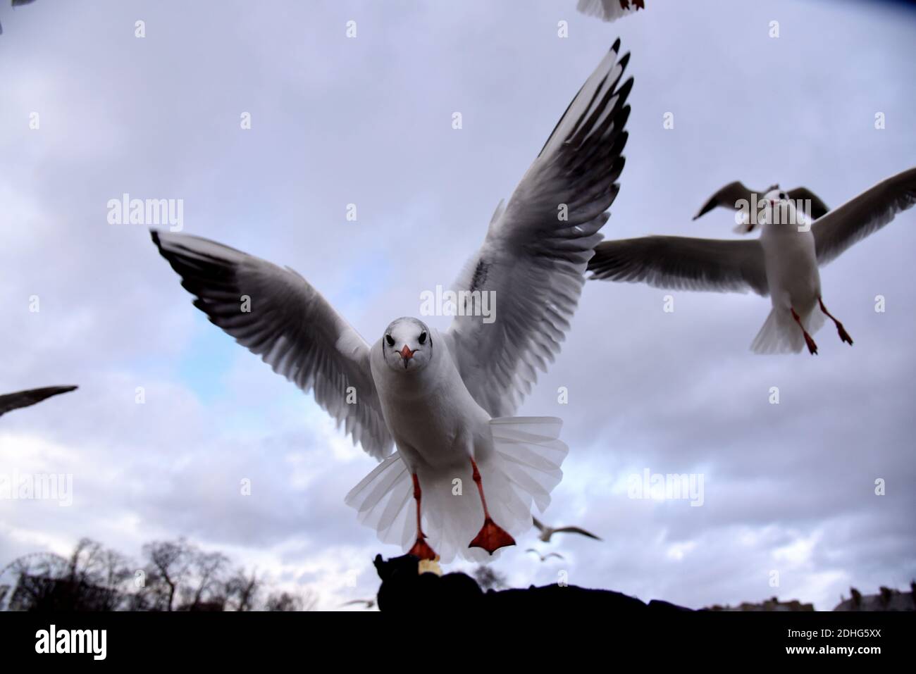 Un uomo alimenta i gabbiani nel giardino pubblico delle Tuileries, situato tra il Museo del Louvre e Place de la Concorde a Parigi, in Francia, il 26 dicembre 2017. I gabbiani sono alimentatori generalisti, il che significa che mangiano praticamente qualsiasi cosa, vongole, cozze e pesce, per essere sicuri, ma anche rifiuti, fast food, piccoli roditori, uova, insetti, semi, frutta e qualsiasi cosa si trovano sulla strada. Gli alti edifici delle città forniscono un terreno ideale per nidificazione di gabbiani, in alto e lontano dai predatori, non così diverso forse dalle scogliere costiere dove si sono evolute per la prima volta. Foto di Alain Apaydin/ABACAPRESS.COM Foto Stock