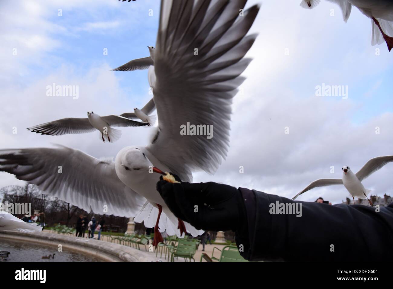 Un uomo alimenta i gabbiani nel giardino pubblico delle Tuileries, situato tra il Museo del Louvre e Place de la Concorde a Parigi, in Francia, il 26 dicembre 2017. I gabbiani sono alimentatori generalisti, il che significa che mangiano praticamente qualsiasi cosa, vongole, cozze e pesce, per essere sicuri, ma anche rifiuti, fast food, piccoli roditori, uova, insetti, semi, frutta e qualsiasi cosa si trovano sulla strada. Gli alti edifici delle città forniscono un terreno ideale per nidificazione di gabbiani, in alto e lontano dai predatori, non così diverso forse dalle scogliere costiere dove si sono evolute per la prima volta. Foto di Alain Apaydin/ABACAPRESS.COM Foto Stock
