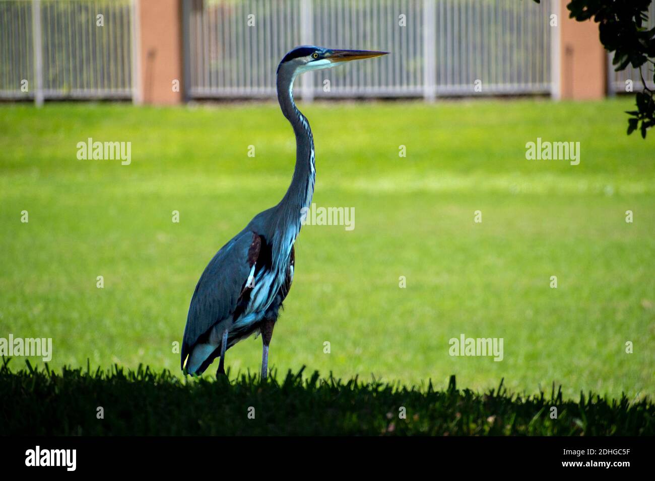 elegante airone grigio nel parco alla ricerca di cibo in l'ombra di un albero Foto Stock