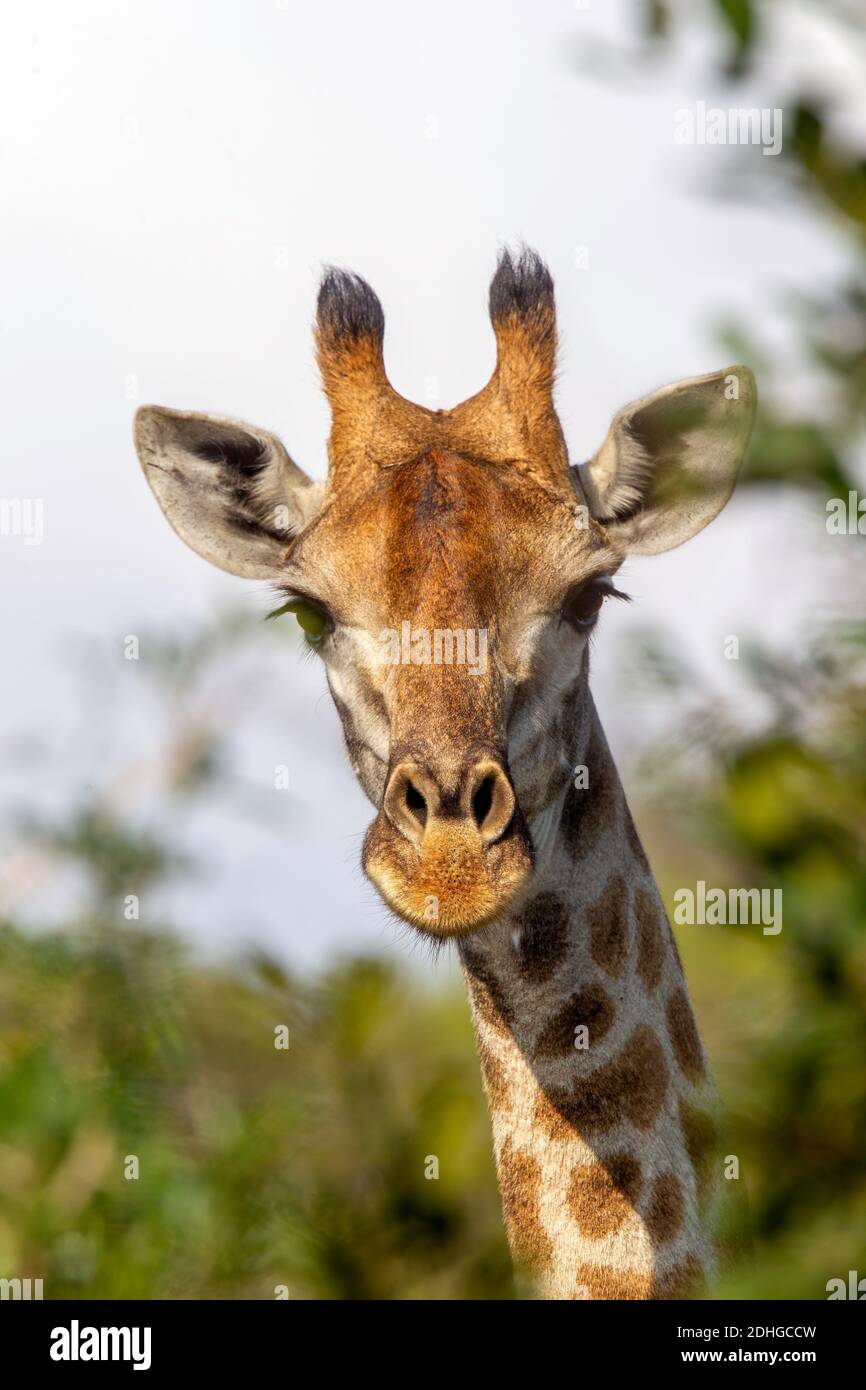Giraffe Giraffa camelopardalis Mkuze Game Reserve, Kwzulu-Natal, Sudafrica 25 agosto 2018 Adulto Giraffidae aka Giraffe sudafricana Foto Stock