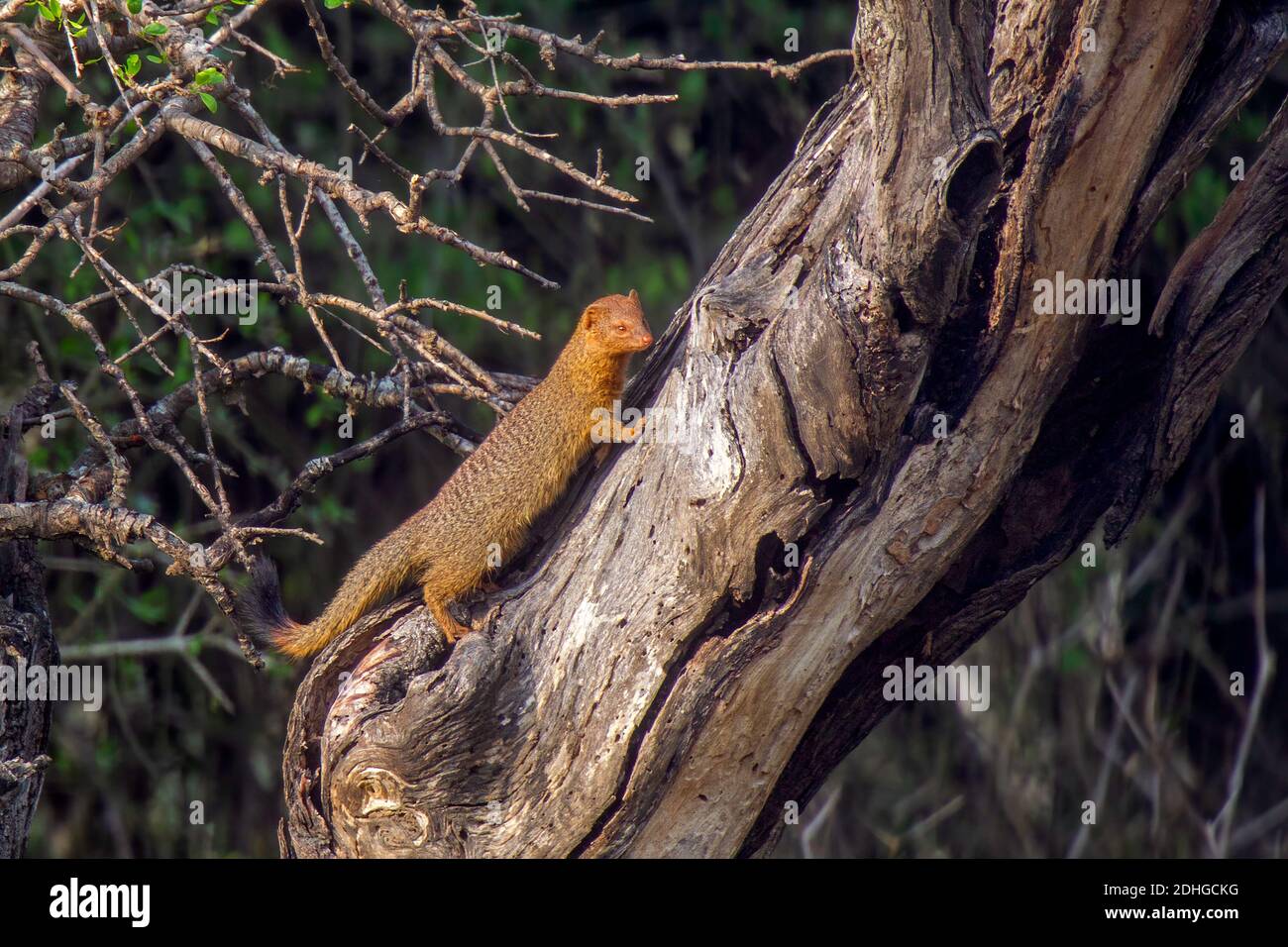 Slinger Mongoose Galerella sanguinea Mkuzi Game Reserve, KwaZulu Natal, Sudafrica 25 agosto 2018 Adulto Herpestidae aka Black-Tipped M Foto Stock