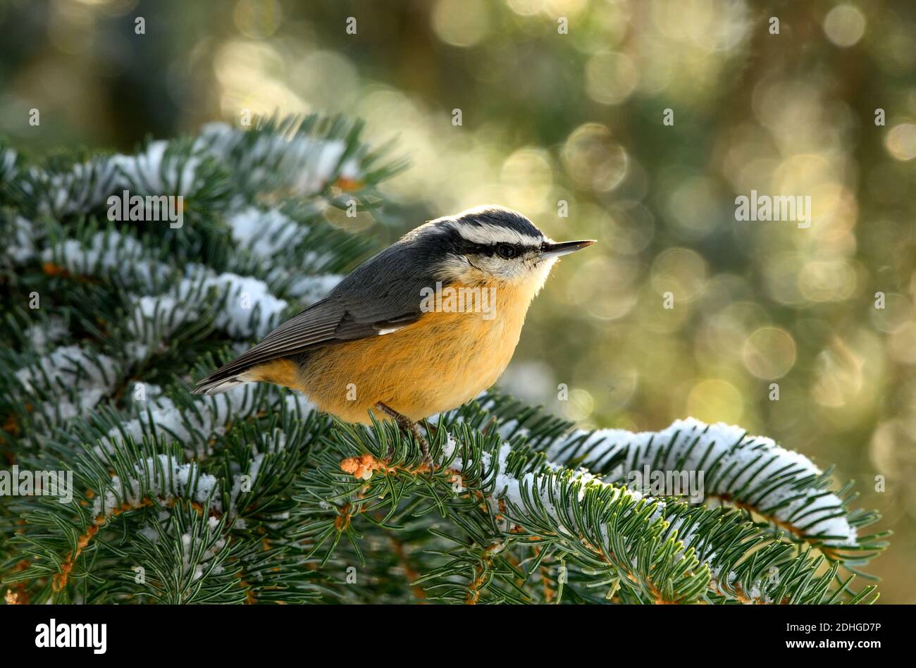 Una vista laterale di un Nuthatch rosso 'itta canadensis', arroccato su Un ramo verde innevato di abete rosso in Alberta rurale Canada Foto Stock