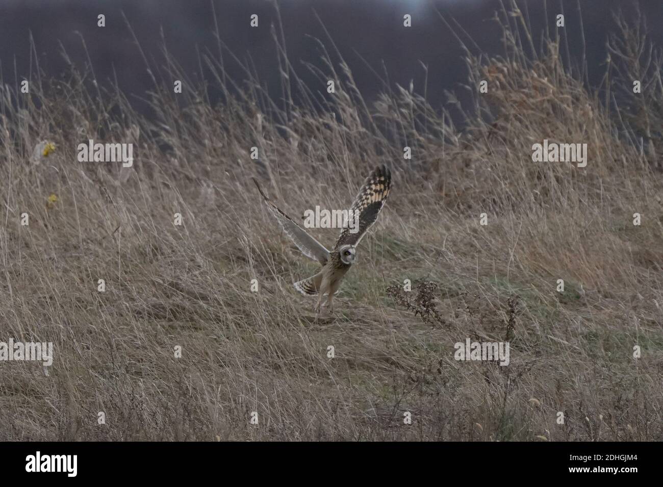 Gufi a corto allevato in volo su campo di fieno caccia Foto Stock