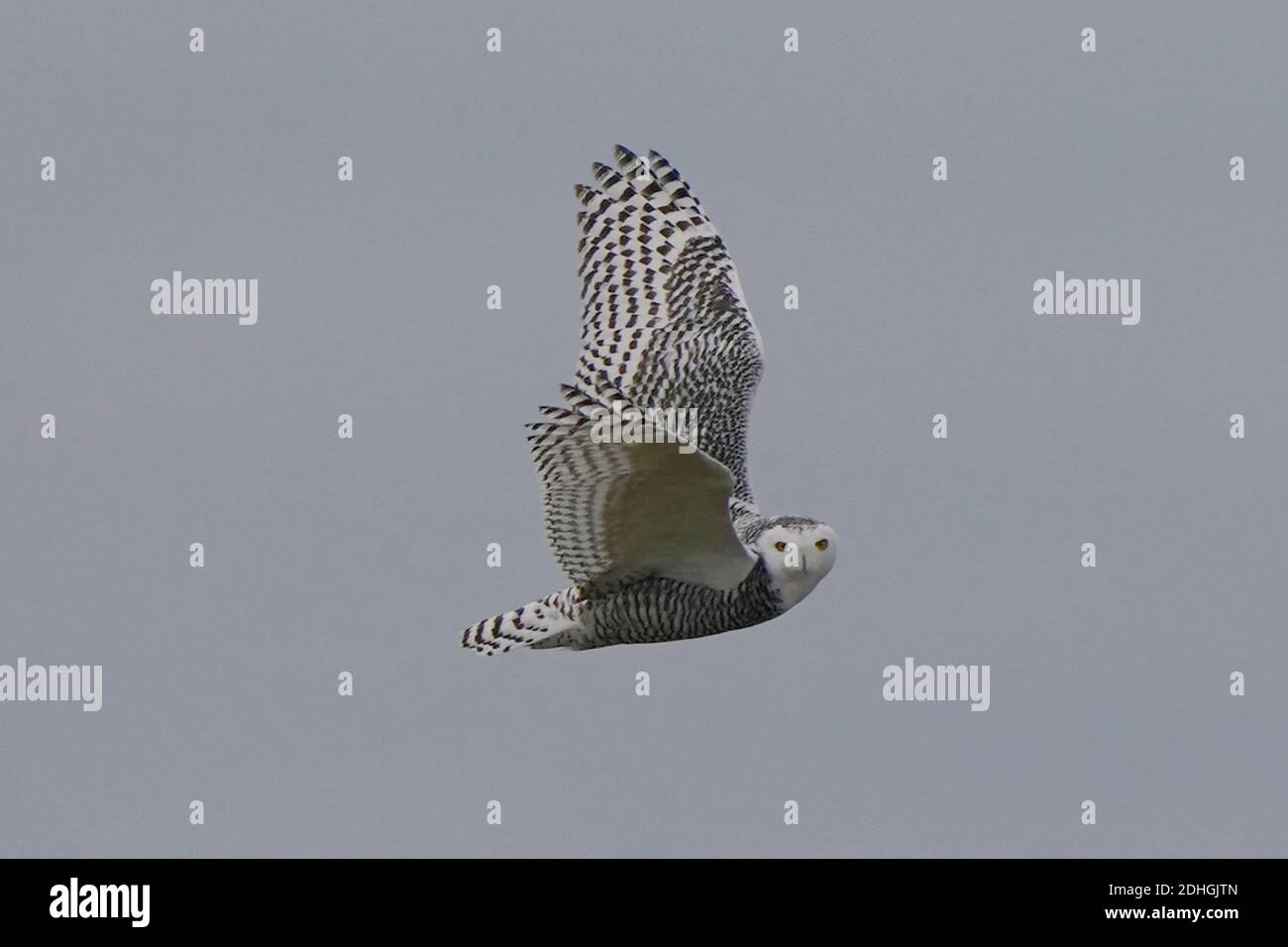 Civetta delle nevi nel selvaggio Foto Stock