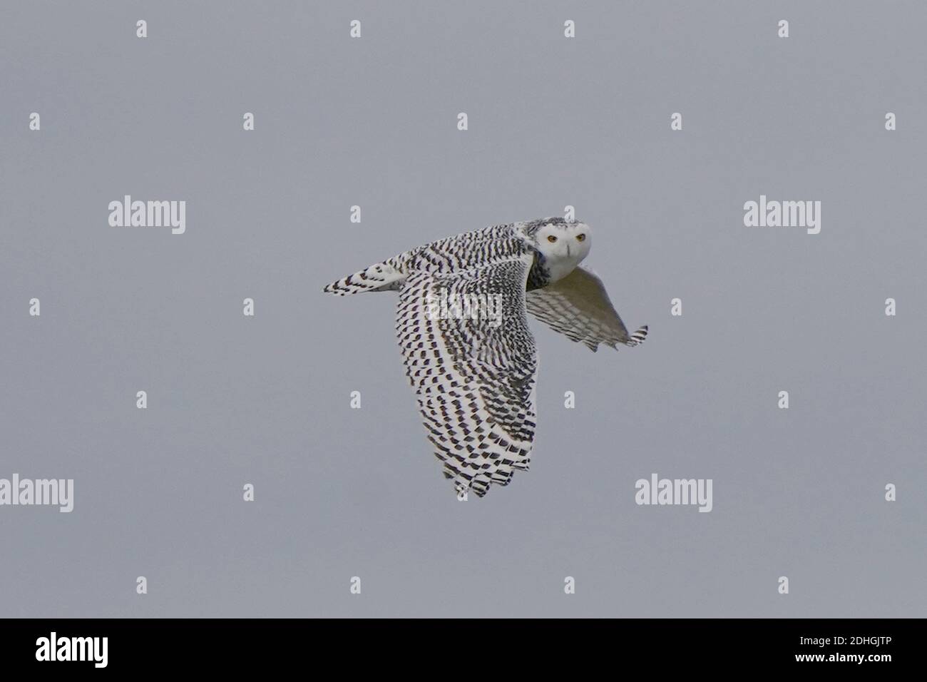 Civetta delle nevi nel selvaggio Foto Stock