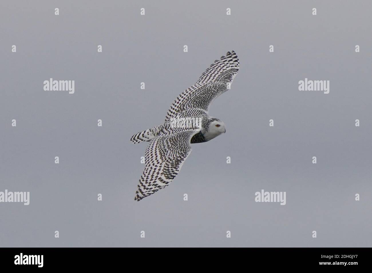 Civetta delle nevi nel selvaggio Foto Stock