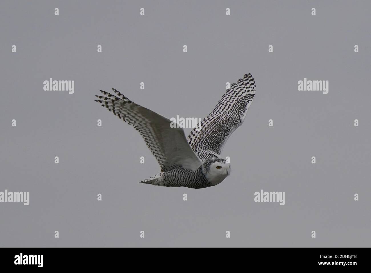 Civetta delle nevi nel selvaggio Foto Stock