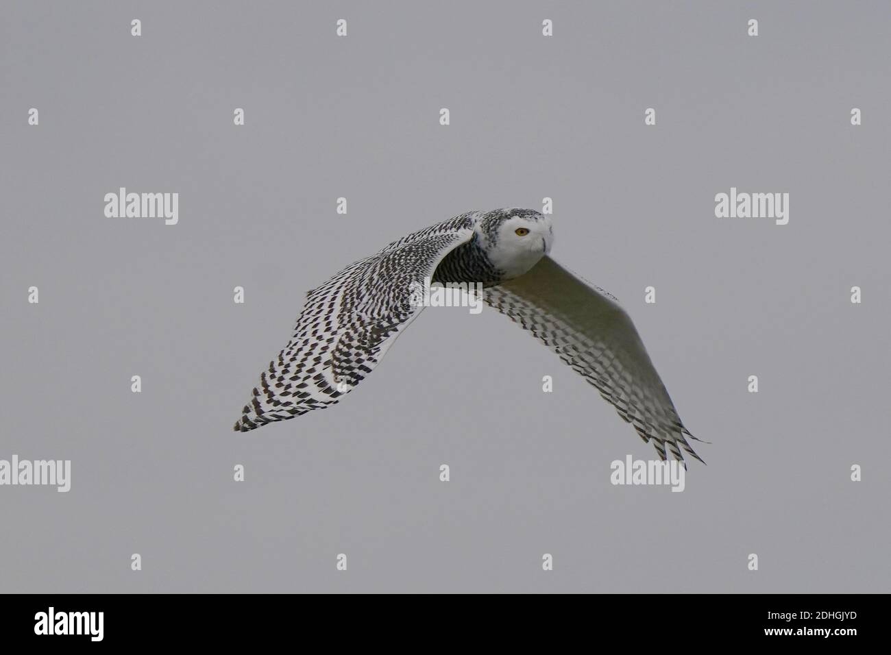 Civetta delle nevi nel selvaggio Foto Stock