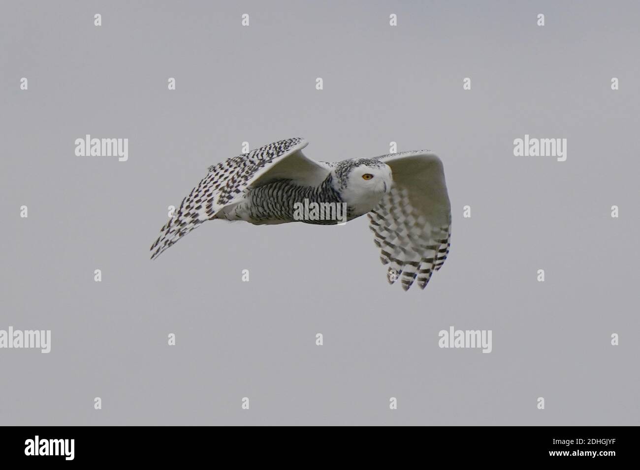 Civetta delle nevi nel selvaggio Foto Stock