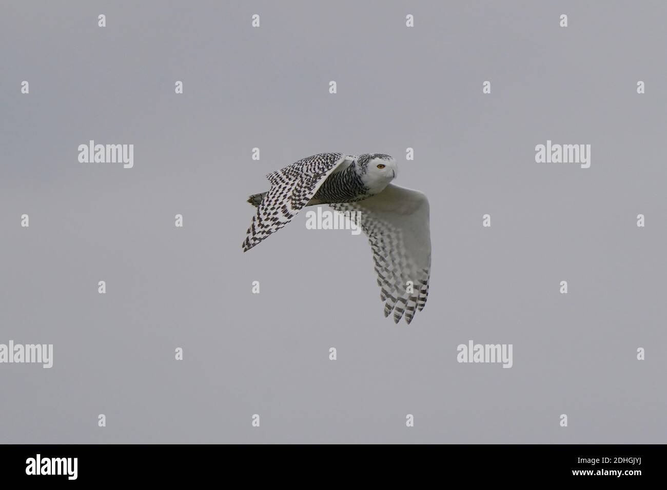 Civetta delle nevi nel selvaggio Foto Stock