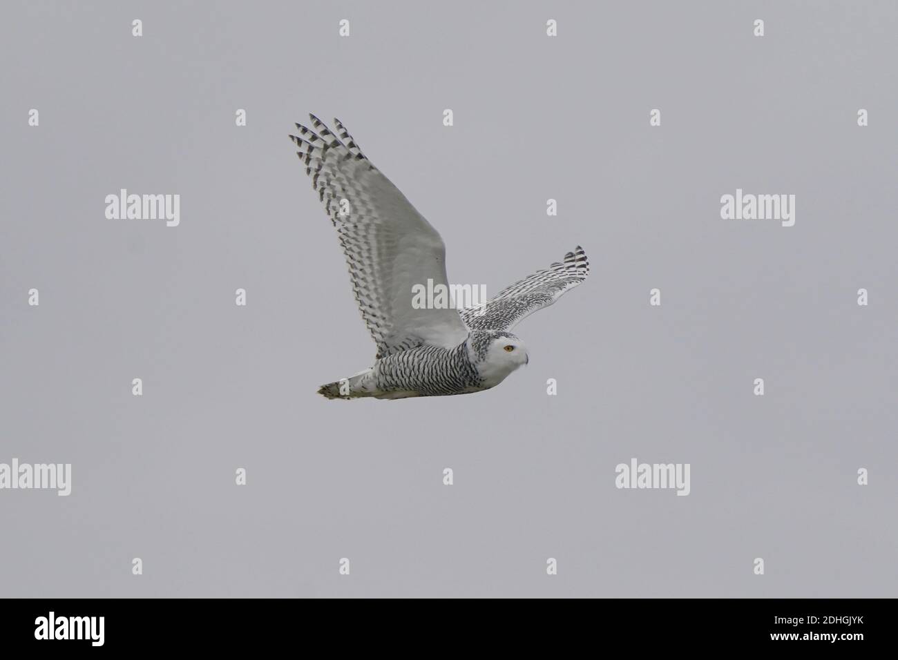 Civetta delle nevi nel selvaggio Foto Stock