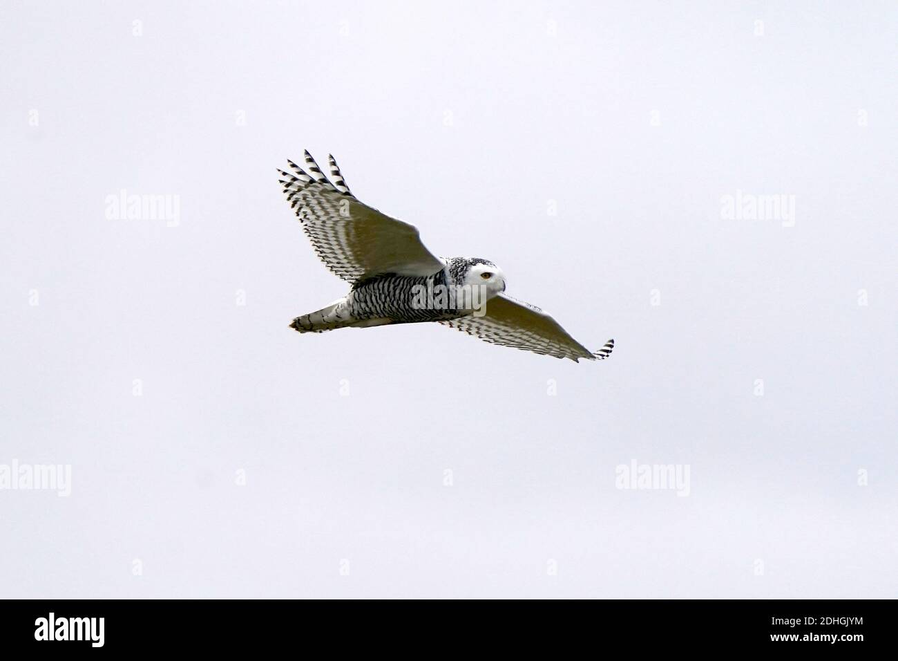 Civetta delle nevi nel selvaggio Foto Stock