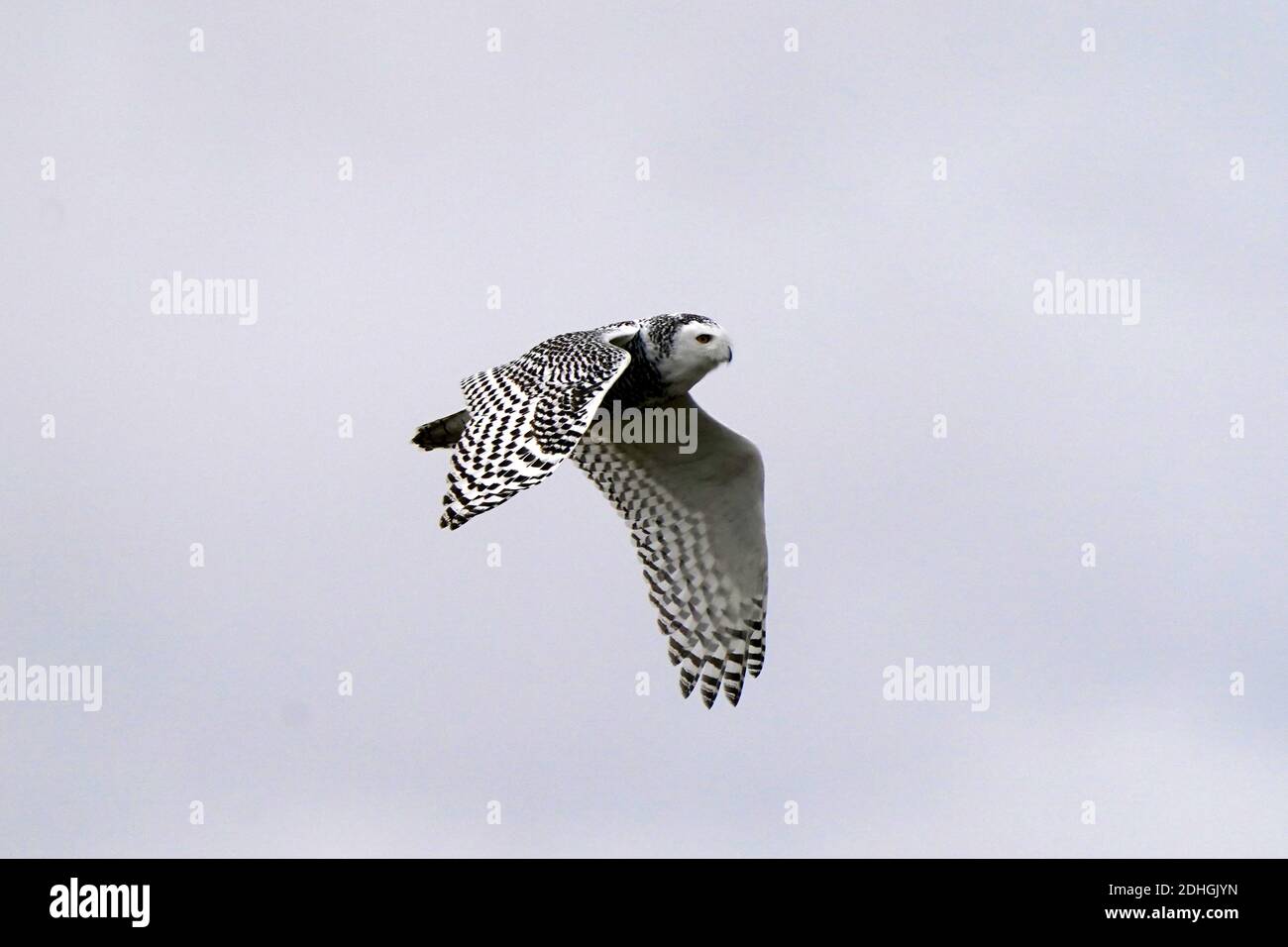 Civetta delle nevi nel selvaggio Foto Stock