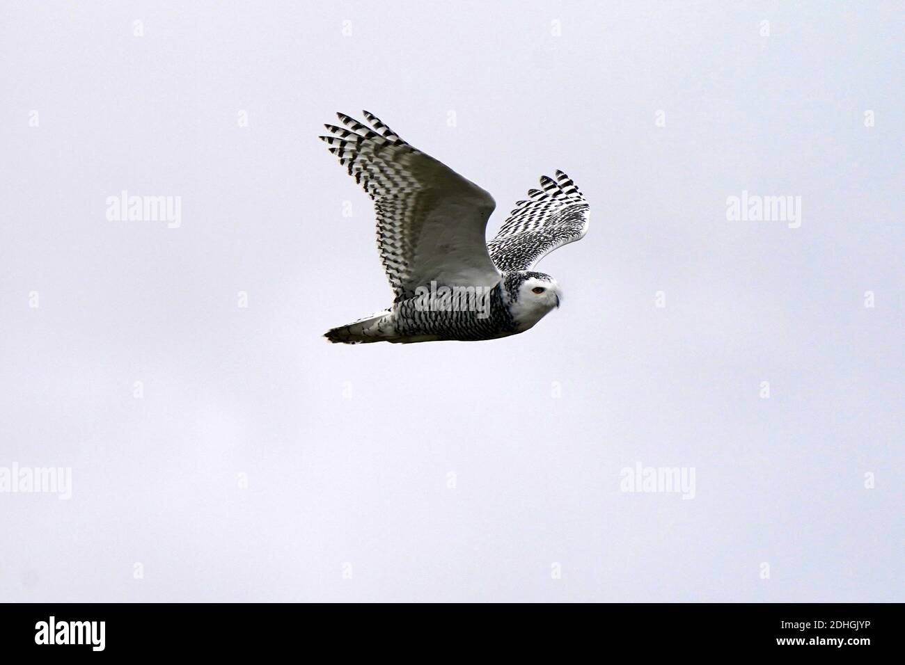 Civetta delle nevi nel selvaggio Foto Stock
