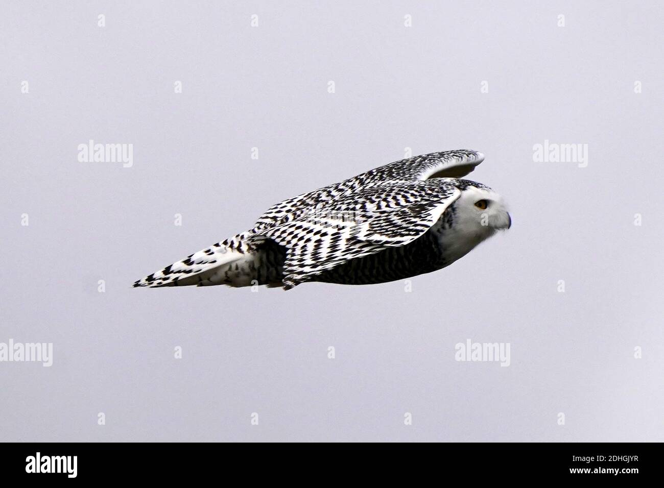 Civetta delle nevi nel selvaggio Foto Stock