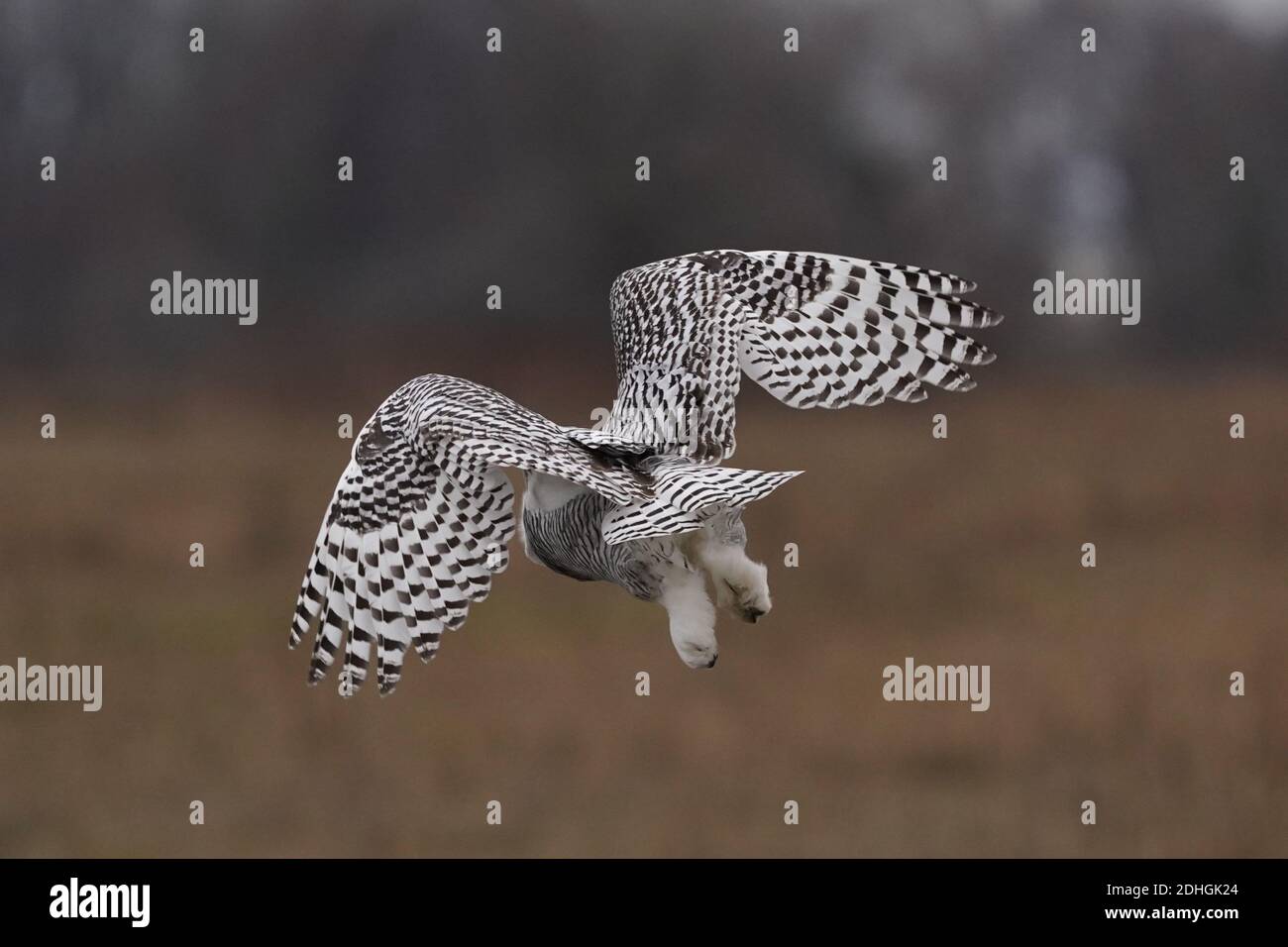 Civetta delle nevi nel selvaggio Foto Stock
