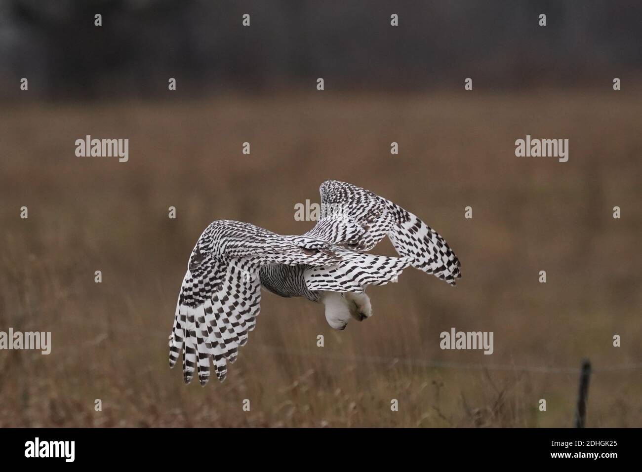 Civetta delle nevi nel selvaggio Foto Stock
