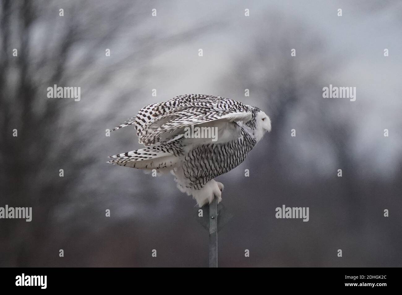 Civetta delle nevi nel selvaggio Foto Stock