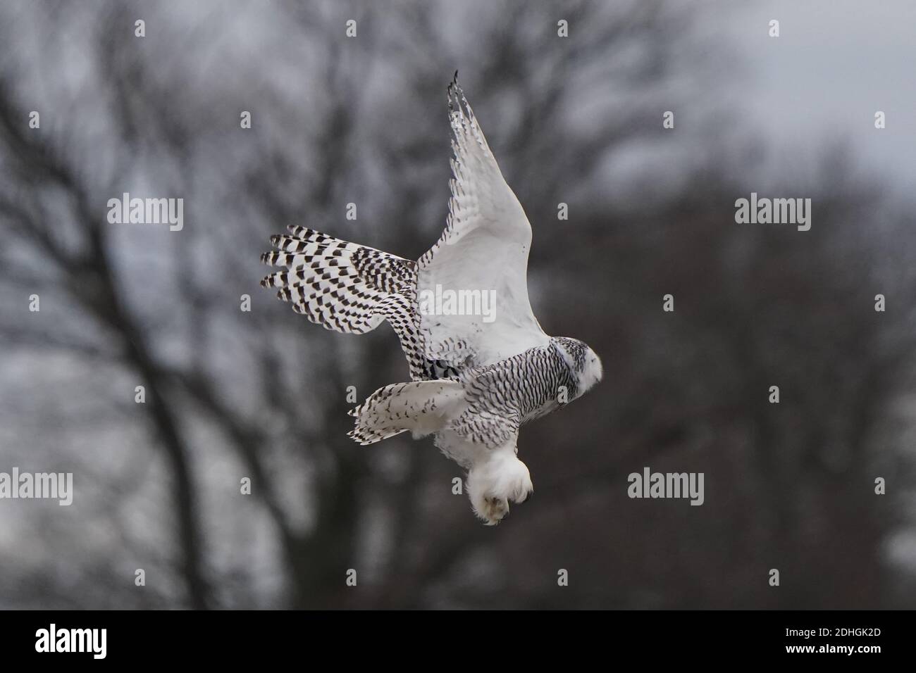 Civetta delle nevi nel selvaggio Foto Stock