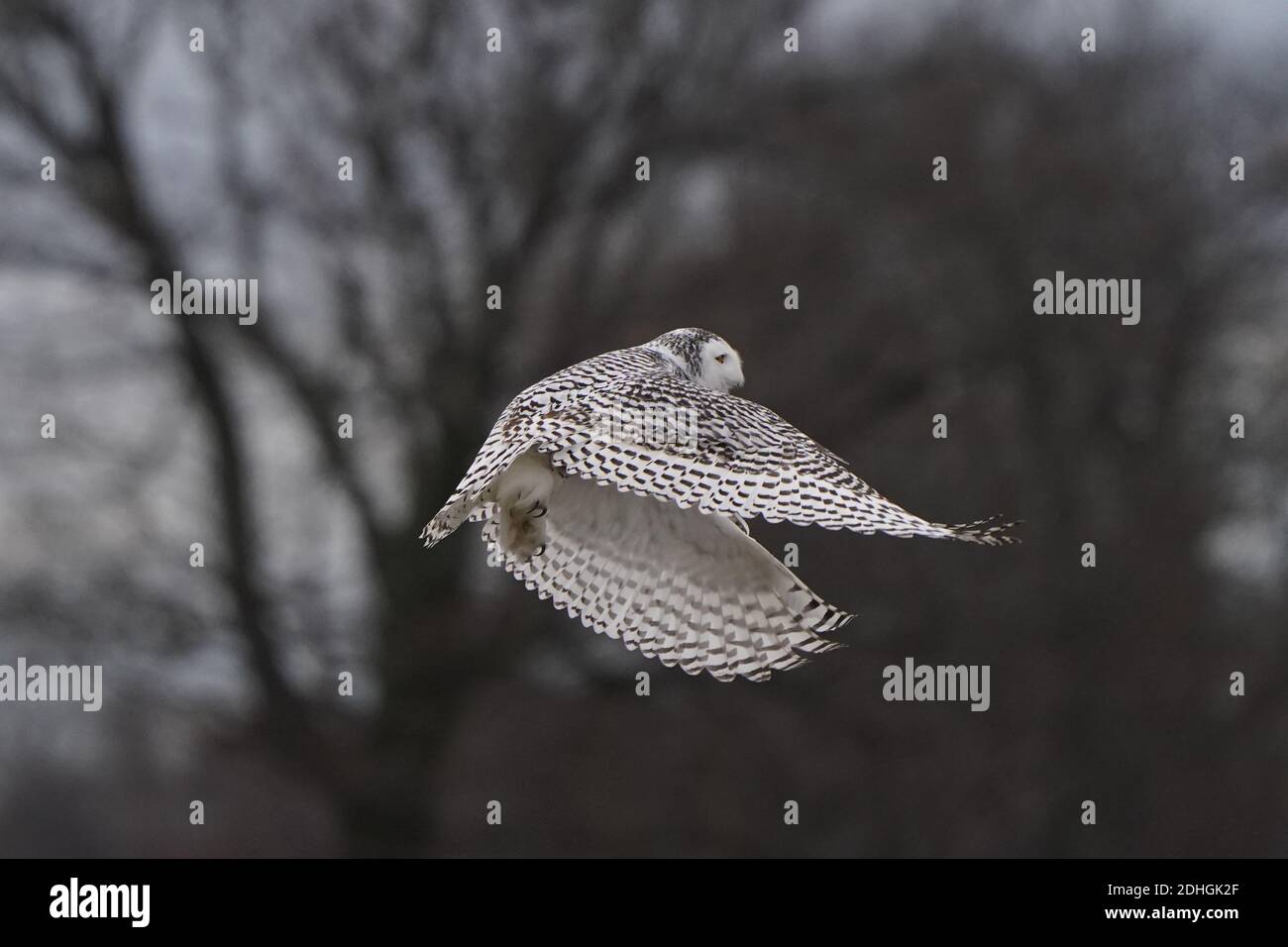 Civetta delle nevi nel selvaggio Foto Stock